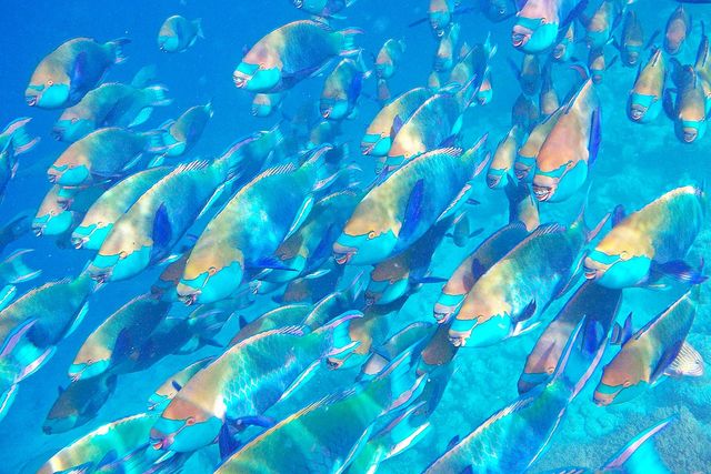 Creata l'intelligenza artificiale che conta i pesci del mare