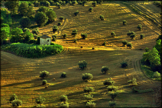 Regione Basilicata: al via il bando per la concessione dei terreni agricoli siti nelle foreste demaniali