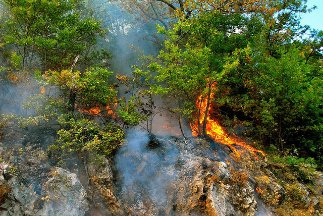 S.O.S. incendi boschivi: attenzione puntata sulla prevenzione
