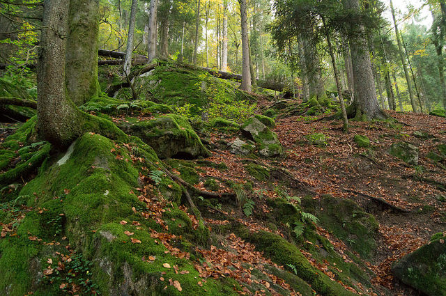 Approvato il programma nazionale di incremento della resilienza dei sistemi forestali naturali e semi-naturali