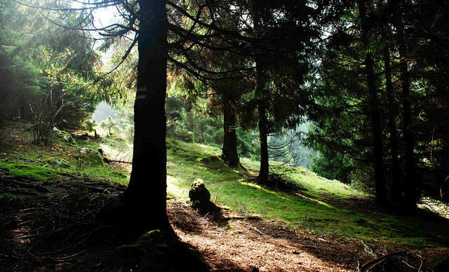 Braia: 10 milioni di euro per la salvaguardia degli ecosistemi forestali