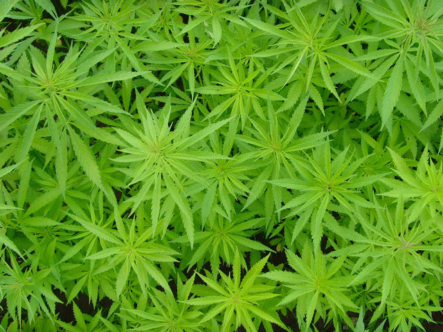Stupefacenti: non basta coltivare cannabis per essere condannati 
 